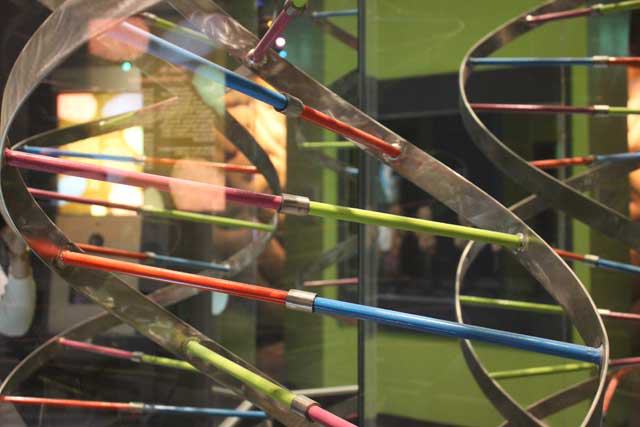 The Health Museum